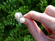 Antique Pearl Ring