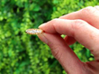 diamond ring outside