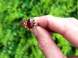 garnet ring outside