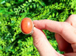 coral ring outside