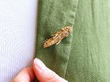 Grasshopper Gold Brooch