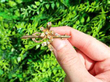 yellow gold brooch outside