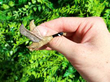 Vintage Gold Bird Brooch with Enamel outside
