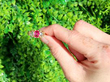 Pink Sapphire Ring Outside