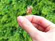 diamond peridot pin brooch outside