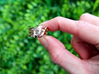 snake ring outside