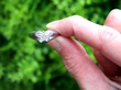 Diamond Butterfly Ring in Platinum outside