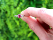Burmese Ruby and Diamond Ring in Platinum outside