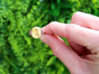 Yellow Sapphire Ring with Rubies in Gold outside