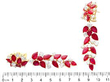 Ruby and Diamond Chandelier Earrings size
