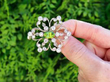 Victorian Peridot and Diamond Brooch outside