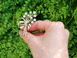 Diamond Ribbon Spray Brooch outside