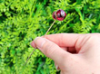 Garnet Jockey Cap Pin Outside