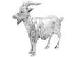 Sterling Silver Goat Box