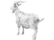 Sterling Silver Goat Table Ornament Side View