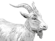 Sterling Silver Goat Table Ornament Detail