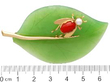 14K Yellow Gold Chrysoprase coral pearl Leaf Brooch size