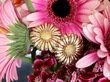 Asprey Bicolour Gold Daisy Earrings with Flowers