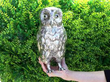 Antique Silver Owl Sugar Box Outside
