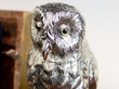 Antique Silver Owl Sugar Box Natural Light Detail