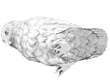 Underside of Antique Silver Owl Sugar Box
