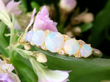 antique Edwardian Five Stone Opal Ring in Gold