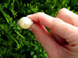 Gold Cultured Pearl and Diamond Ring outside