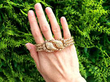Gold and Diamond Snake Bracelet outside