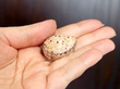 Antique Cowrie Shell Vinaigrette with Silver