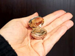 Antique Cowrie Shell Vinaigrette in Natural Light