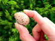 Antique Cowrie Shell Vinaigrette with Silver outside