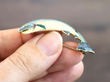 salmon brooch in yellow gold