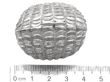 Victorian Silver Nutmeg Grater size