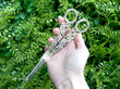 Early Victorian Grape Shears outside