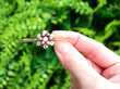 Natural Antique Pearl and Diamond Brooch outside