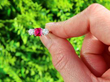 Three Stone Ruby and Diamond Ring outside