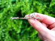 Victorian Diamond Fox Hunt Pin Brooch outside