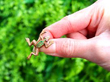 Victorian Garnet Frog Brooch in Yellow Gold Outside