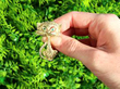 Vintage Gold Cat Brooch with Emeralds outside