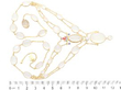 Antique Gold Moonstone Necklace size