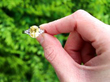 3.9 Carat Oval Yellow Sapphire Engagement Ring outside
