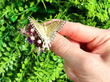 Gemstone Butterfly and Flowers Brooch outside