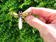 Pearl and Enamel Dragonfly Brooch in Gold outside