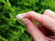 Victorian Pearl Cluster Ring in Gold outside