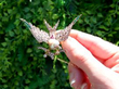 Outside Victorian Gemstone Bird Brooch