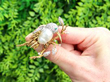 Blister Pearl Bird Brooch in Gold outside