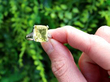 Antique Chrysoberyl Ring in Platinum
