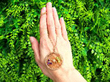 Edwardian Amethyst Peridot and Pearl Pendant outside