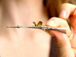 Pheasant and Shotgun Brooch