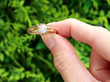 Diamond yellow gold ring outside